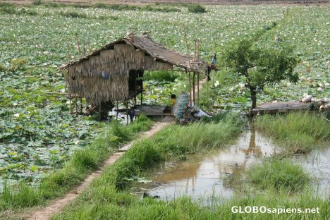 Postcard house on a lotus farm