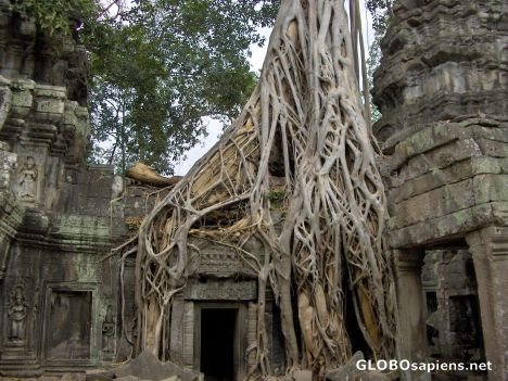 Postcard Roots on the Ta Prohm
