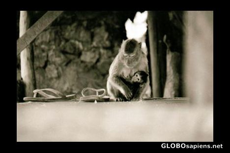 Postcard Monkeys Of The Temple