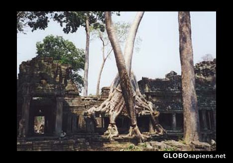 Postcard The Angkor ruins and big trees.