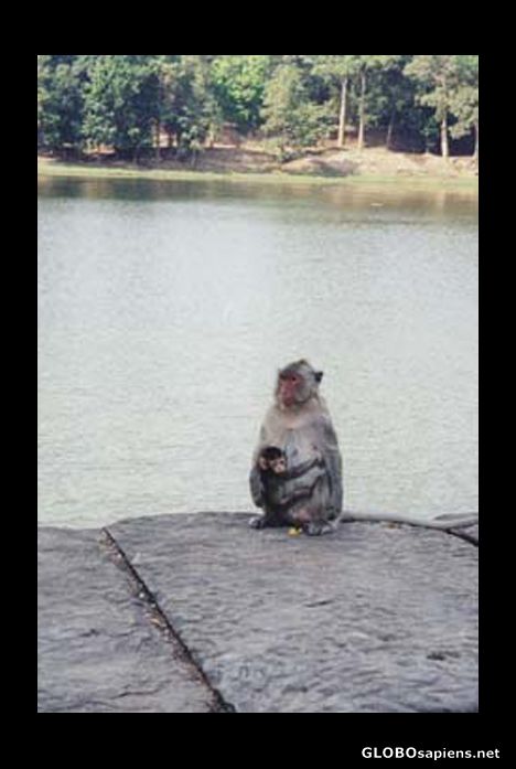 Postcard Monkey