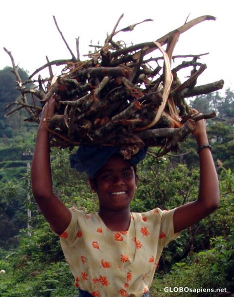 Postcard Carrying the firewood home