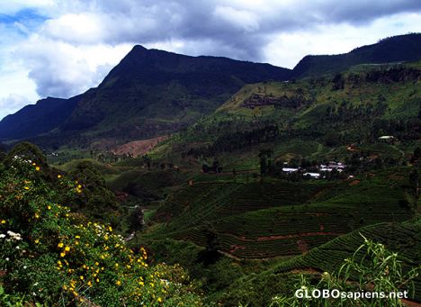 Postcard Sri Lanka's Hill Country
