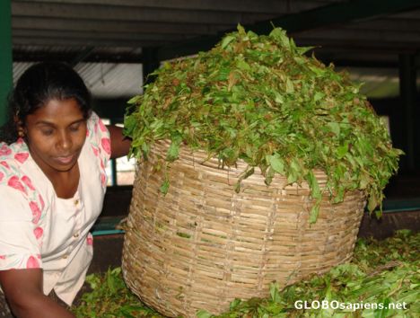 Postcard Tea leaves arrive at factory