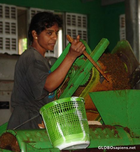 Postcard Processing the tea leaves
