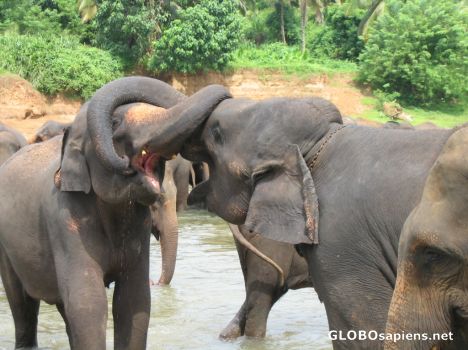Elephant bathing