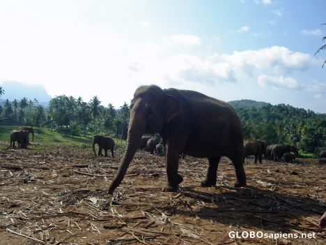 Postcard Elephant walking