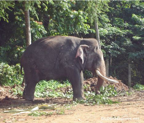 Postcard The solitary tusker