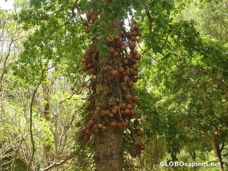 Postcard Cannon Ball Tree in Peradeniya