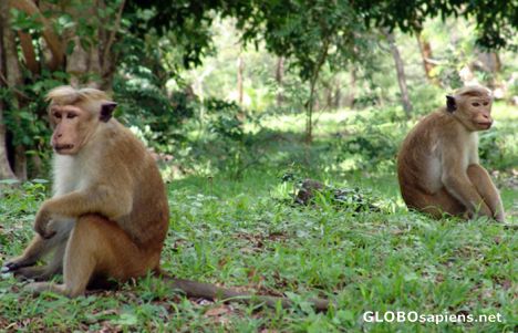 Postcard Polonnaruwu Toque macacques Monkeys