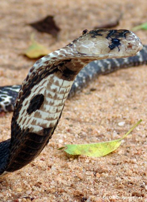 Postcard Cobra Head