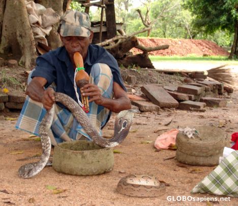 Postcard Snake Charmer