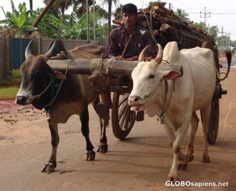 Postcard Buffalo Cart, Uppavelli, Trincomalee