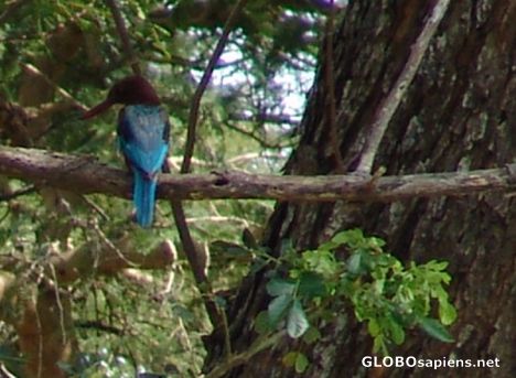 Postcard Kingfisher