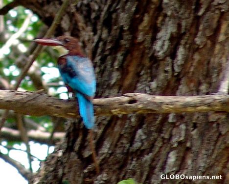Postcard Kingfisher 2