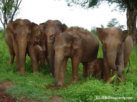 Wild elephant herd enjoying the mud