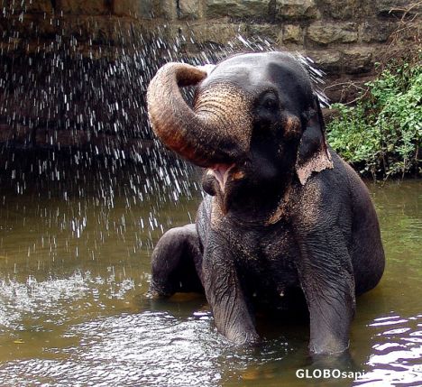 Name the elephant - how about GLOBO?
