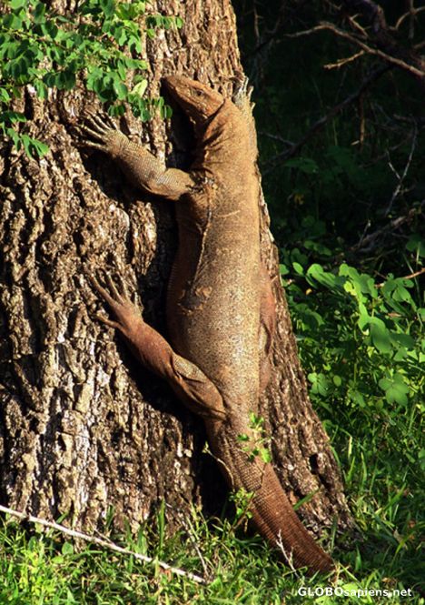 Postcard Monitor Lizard