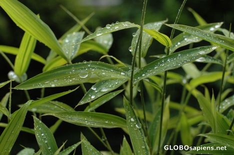 Postcard plant with water sprink