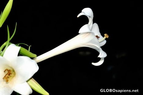 Postcard flower near the river