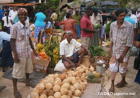 Postcard Coconuts for sale