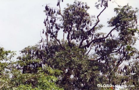 Postcard Fruit Bats