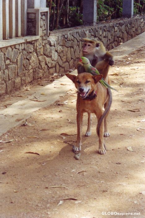 Postcard Happy Family - Dog, Parrot & Monkey