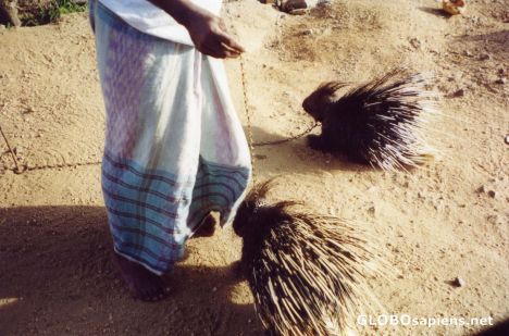 Postcard Friendly Porcuppines