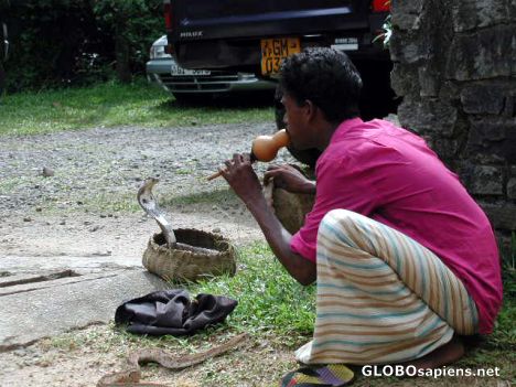 Postcard snakecharmer