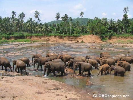 Postcard Elephants (marque 2)