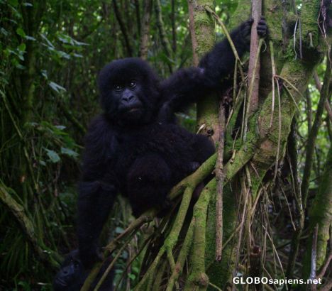 Postcard Baby gorilla playing