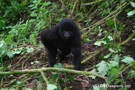 Postcard Congo - gorilla after the party