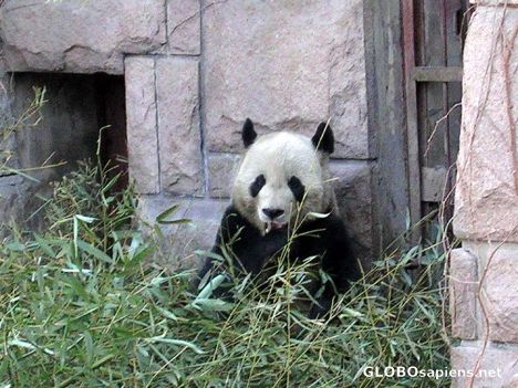 Postcard Beijing Panda