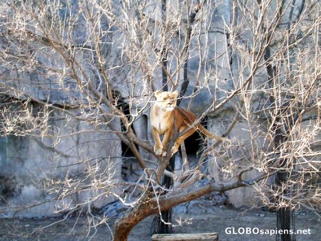 Postcard Leaping Lionesses