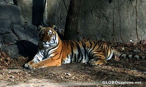 Postcard Can't Forget the Tiger