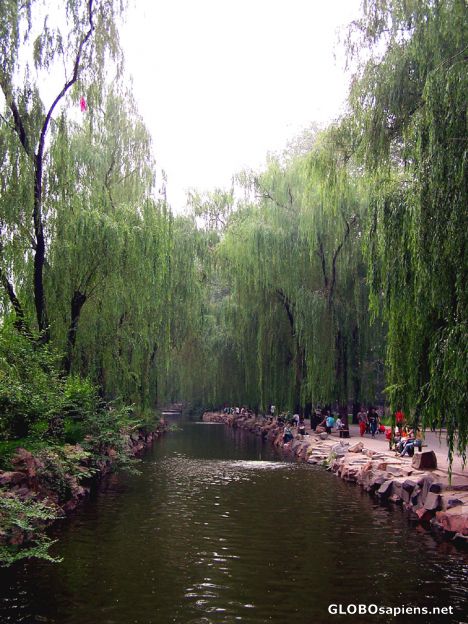 Postcard Canal by the Great Ape House