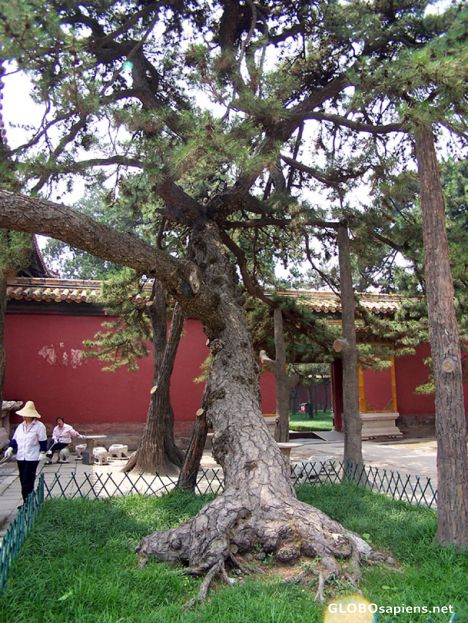 Postcard Large Trees with Crutches to hold the branches