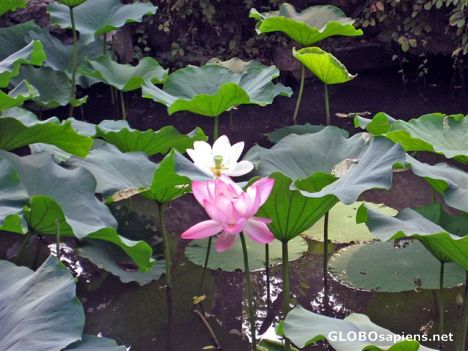 Postcard Suzhou - The most Beautiful Gardens in China