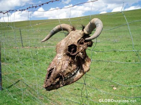 Postcard Yak Skull