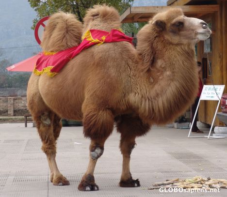 Postcard Who's got the hump