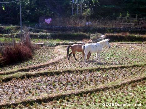 Postcard Langshuo- Rice Terrace Fields