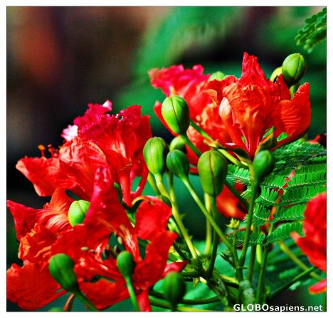Postcard phoenix flowers