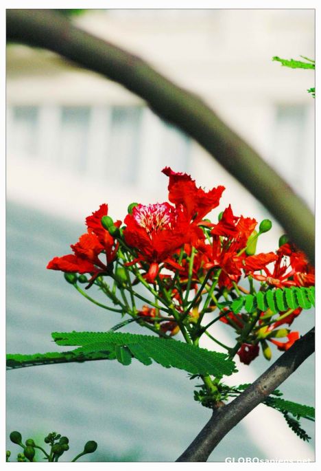 Postcard phoenix flower