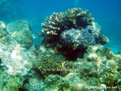 Postcard scuba diving & coral