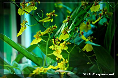 Postcard flowers