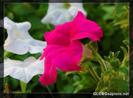 Postcard white & red flowers