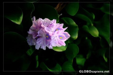 Postcard purple flowers