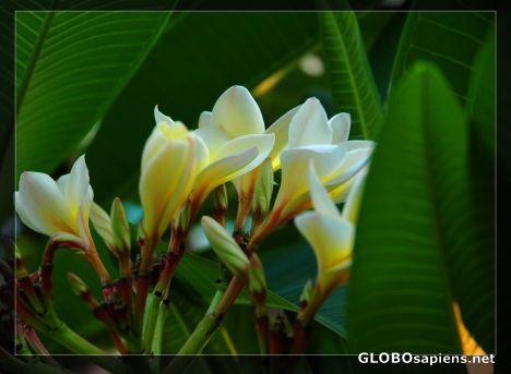 Postcard egg flowers