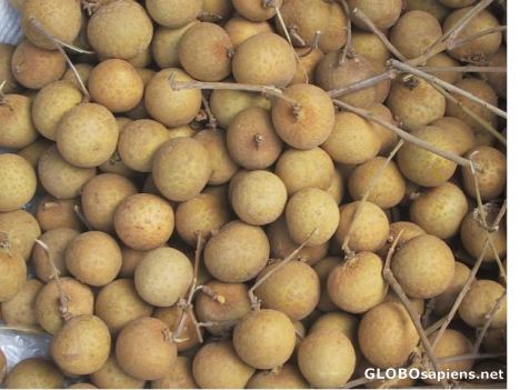 Postcard longan