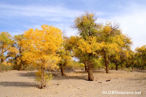 Postcard Wild poplar trees in Ejin Qi